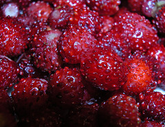 Walderdbeeren