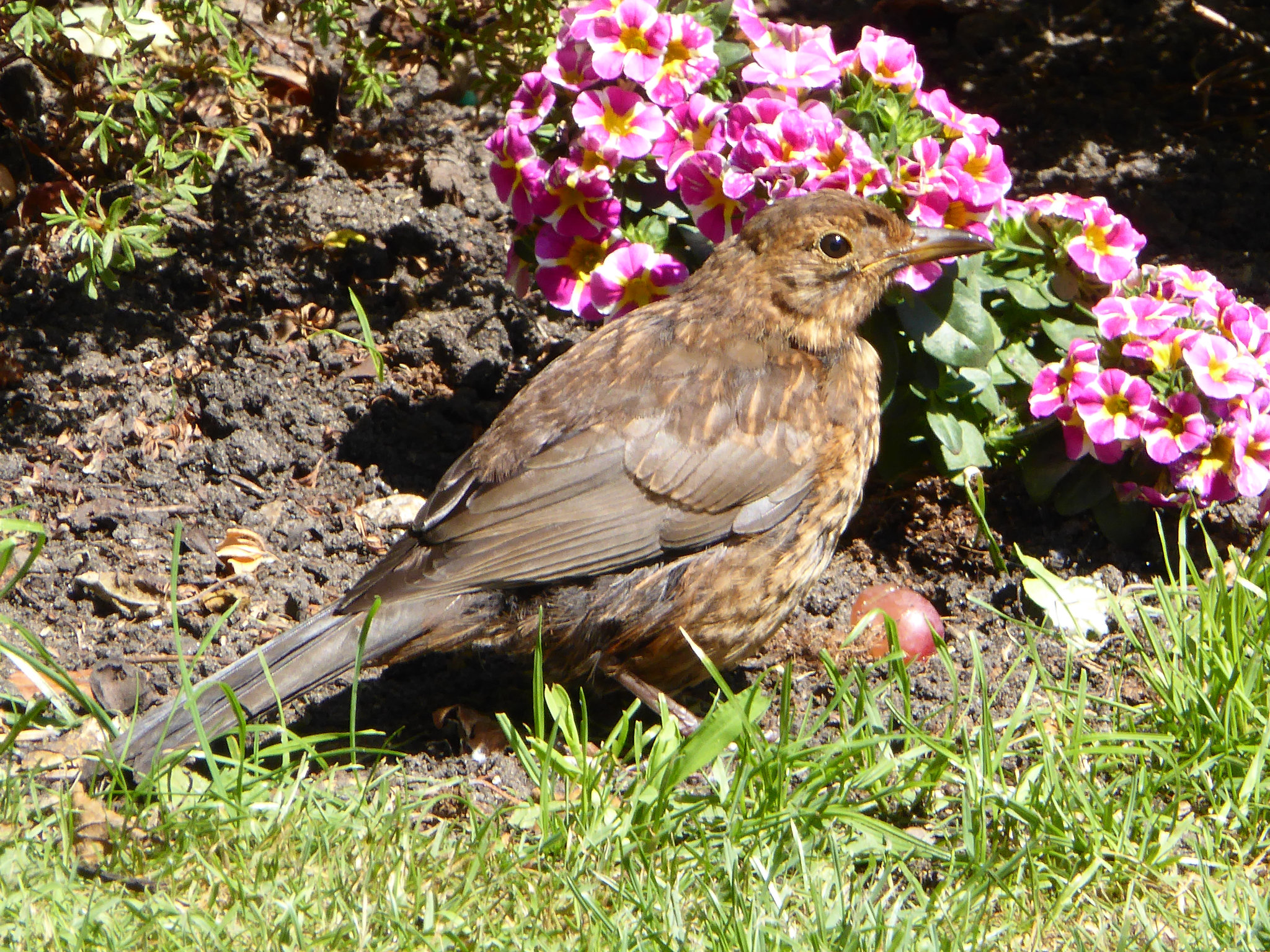 P1050112 Hen Blackbird won a grape