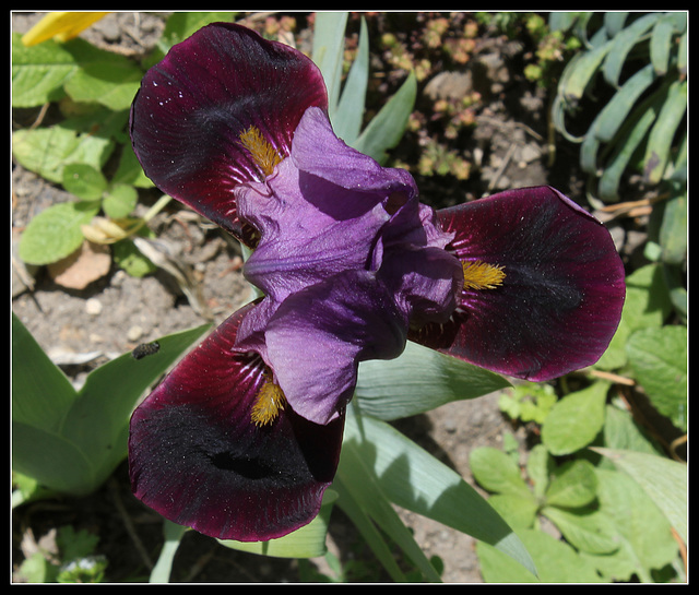 Iris Cameroun (5)