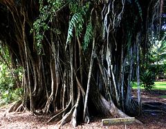 The Mighty Bayan tree