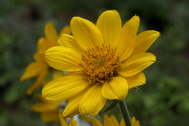 Arrowleaf Balsamroot