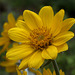 Arrowleaf Balsamroot