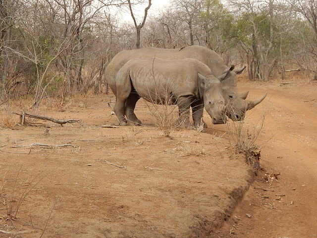 white rhino