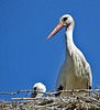 Storch...  Stork