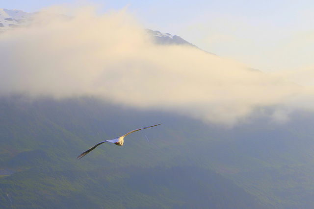 Gull over Whittier Harbor