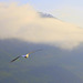 Gull over Whittier Harbor