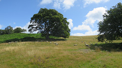 Sheep in a field