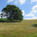 Sheep in a field