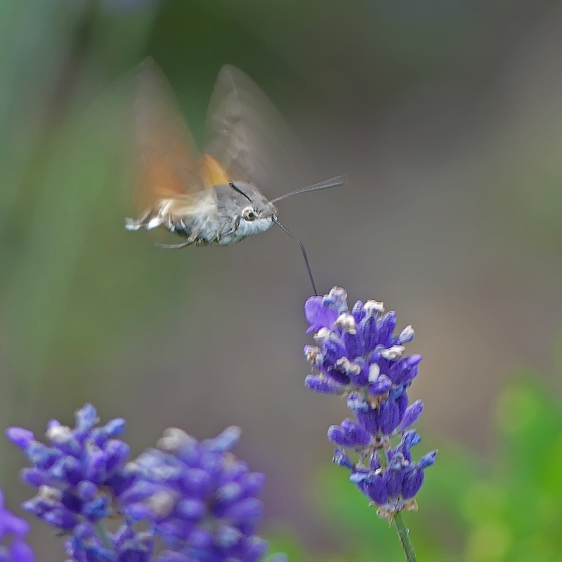 Hummingbird hawk-moth