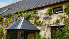 The Wisteria just starting to bloom