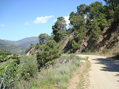 Istán - Ojén durch die Sierra de las Nieves