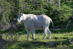 Mountain Goat