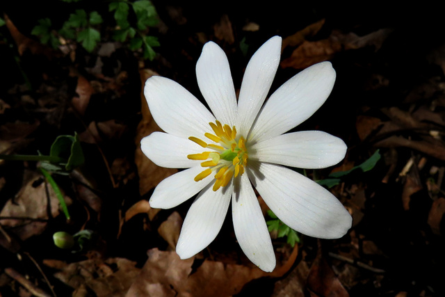 Bloodroot Flower