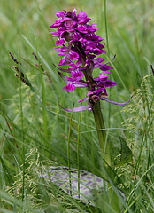 geflecktes Knabenkraut (Orchidee)