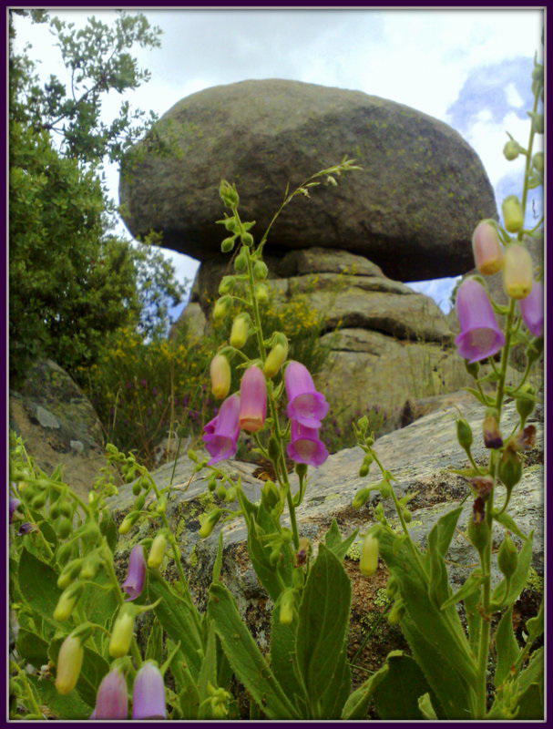 This is my mushroom rock!