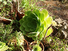 P7298529