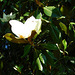 Magnolia Parasol