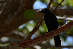 Venezuela, Playa Valle Seco, Black Bird
