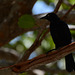 Venezuela, Playa Valle Seco, Black Bird