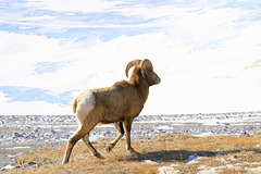 Bighorn Sheep