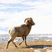 Bighorn Sheep