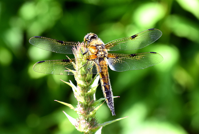 Vierflecklibelle