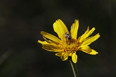 Balsamroot and Bee