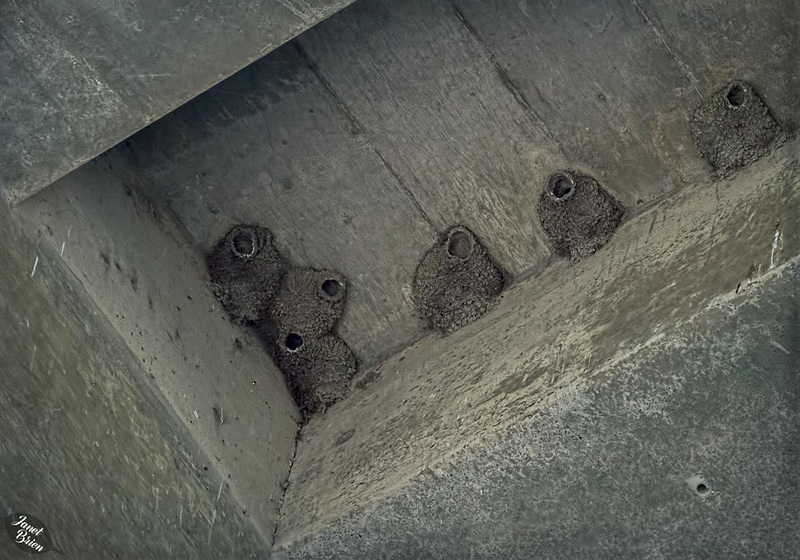 Cliff-Swallow-Nests-Compo