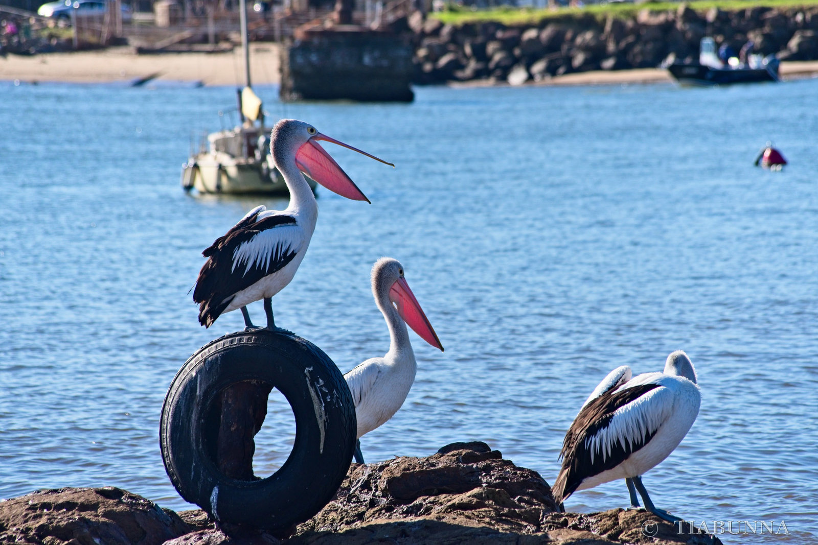 Australian Pelicans