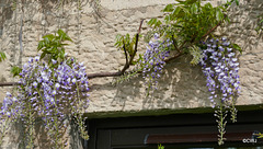 The Wisteria just starting to bloom