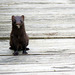 American mink (Neogale vison)