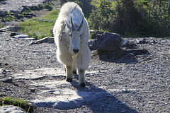 Mountain Goat