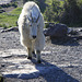 Mountain Goat