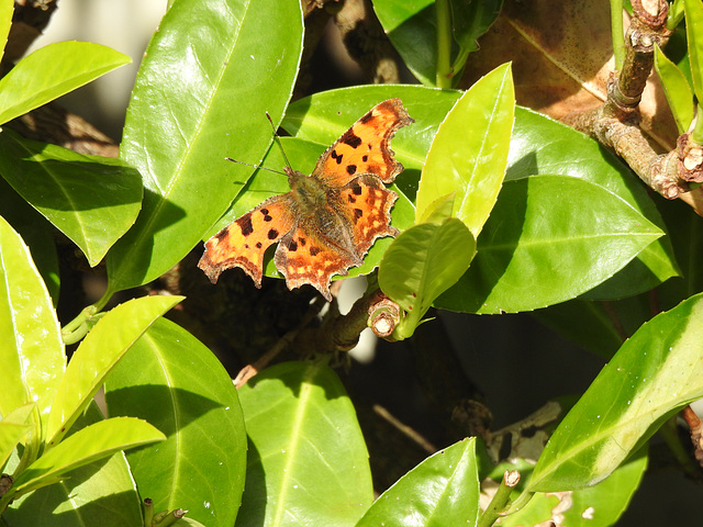 Comma butterfly on Laurel