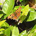 Comma butterfly on Laurel