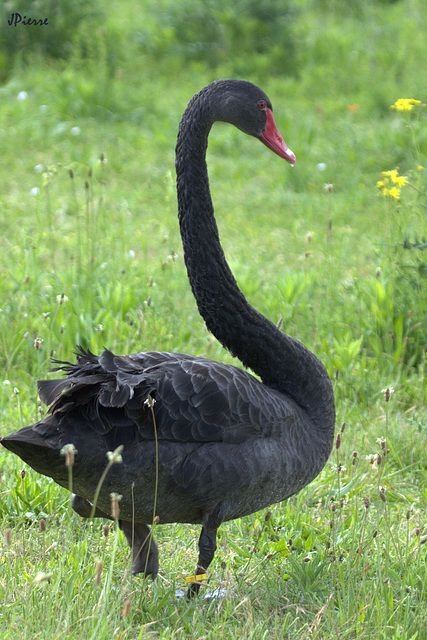 Cygne noir