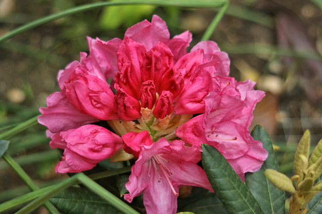 Mon Rhododendron en fleur