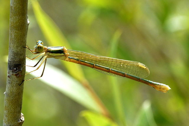 Small Spreadwing f (Lestes virens) 4