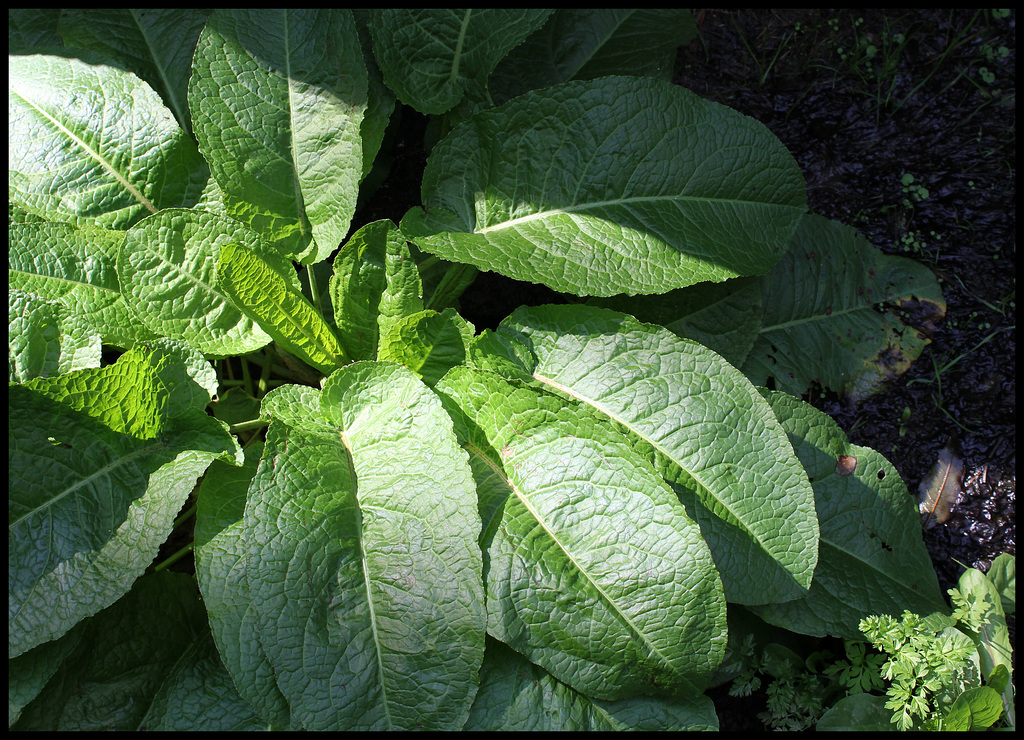 Rumex obtusifolius (3)