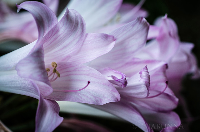 Belladonna Lilies