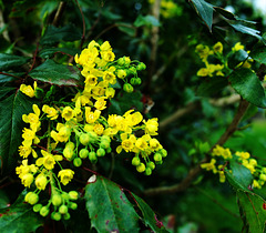 Mahonia