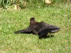 P1050123 Hen Blackbird sunbathing
