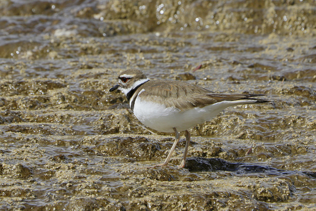 Killdeer