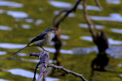 Bergeronnette des ruisseaux