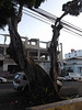 Arbre électrique
