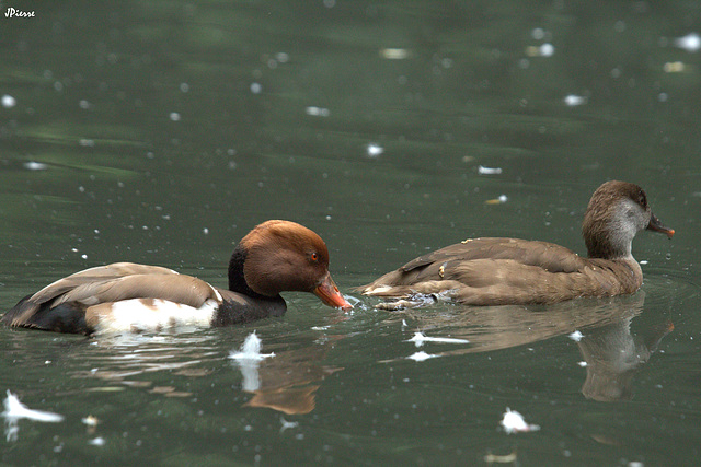 Nette rousse mâle et femelle