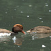 Nette rousse mâle et femelle