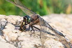 Libellen mögen Fliegen.