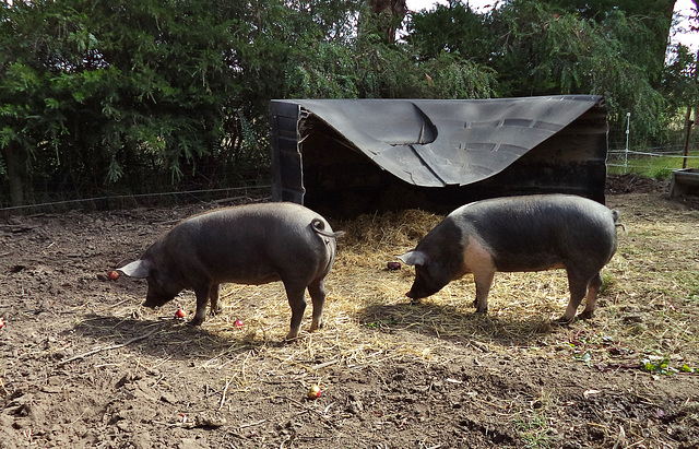 happy pigs