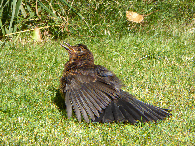 P1050129 Hen Blackbird sunbathing